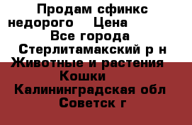 Продам сфинкс недорого  › Цена ­ 1 000 - Все города, Стерлитамакский р-н Животные и растения » Кошки   . Калининградская обл.,Советск г.